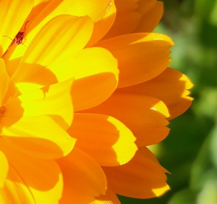 Mehr Bäume im Garten!