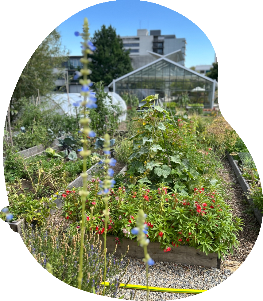 Mann bearbeitet Gartenbeet